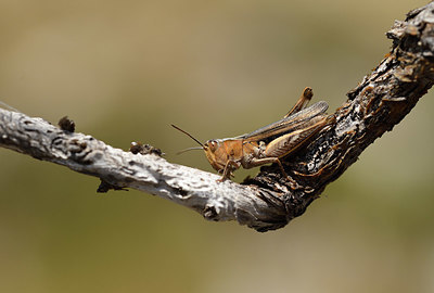 BUITEN BEELD Foto: 385576