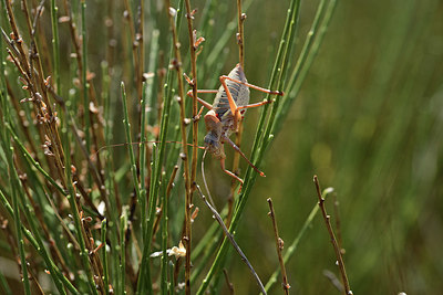 BUITEN BEELD Foto: 385578