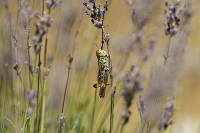 BUITEN BEELD Foto: 385587