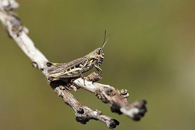 BUITEN BEELD Foto: 385588