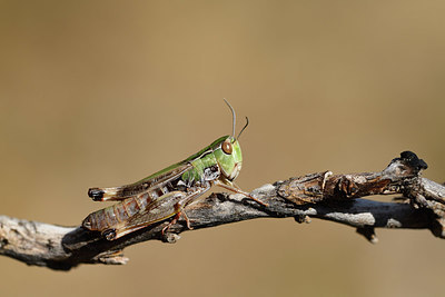 BUITEN BEELD Foto: 385613