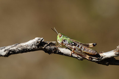 BUITEN BEELD Foto: 385614