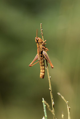 BUITEN BEELD Foto: 385615