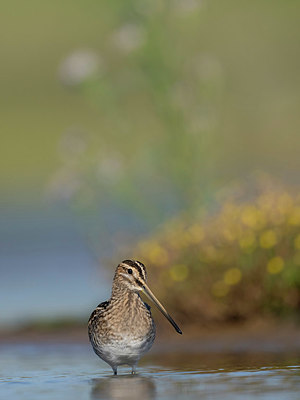 BUITEN BEELD Foto: 385634