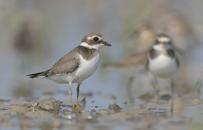 BUITEN BEELD Foto: 385648