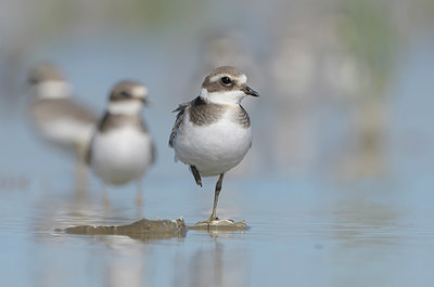 BUITEN BEELD Foto: 385657