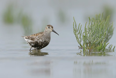 BUITEN BEELD Foto: 385664