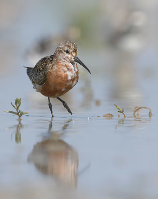 BUITEN BEELD Foto: 385675