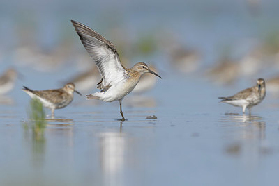 BUITEN BEELD Foto: 385677