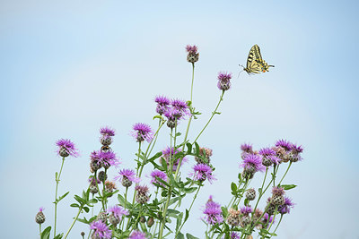 BUITEN BEELD Foto: 385712