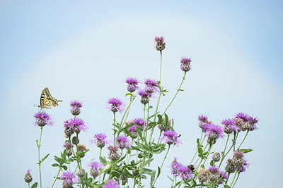 BUITEN BEELD Foto: 385714