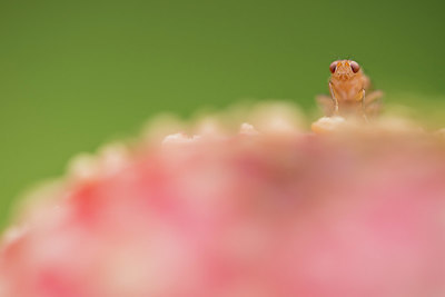 BUITEN BEELD Foto: 388025