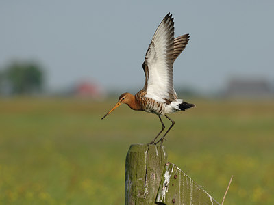 BUITEN BEELD Foto: 38054