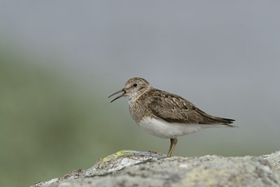 BUITEN BEELD Foto: 38056