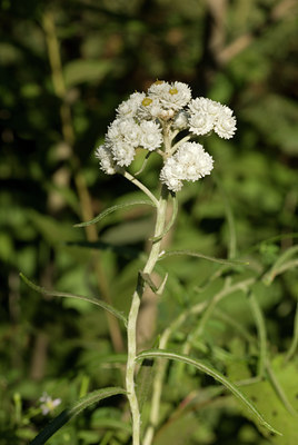 BUITEN BEELD Foto: 38085