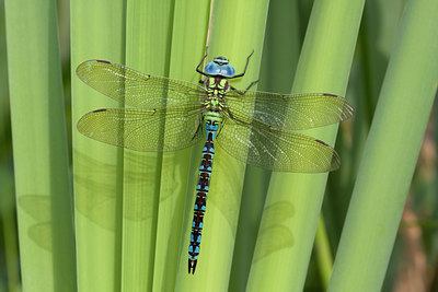 BUITEN BEELD Foto: 38096