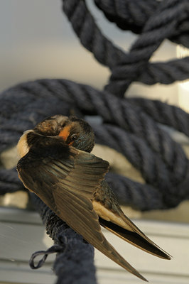 BUITEN BEELD Foto: 38103