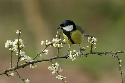 BUITEN BEELD Foto: 38138