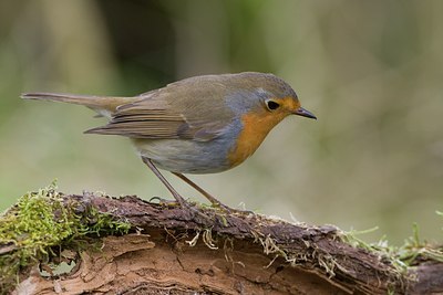 BUITEN BEELD Foto: 38140