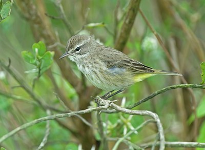 BUITEN BEELD Foto: 38150