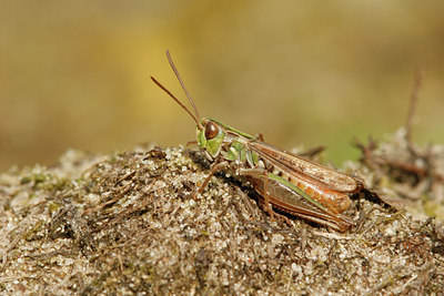 BUITEN BEELD Foto: 38173