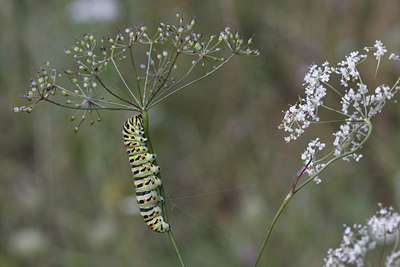 BUITEN BEELD Foto: 38193