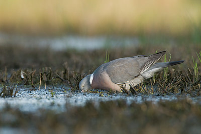 BUITEN BEELD Foto: 38216