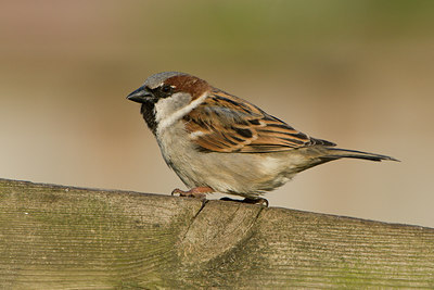 BUITEN BEELD Foto: 38218