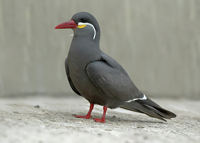 BUITEN BEELD Foto: 38266