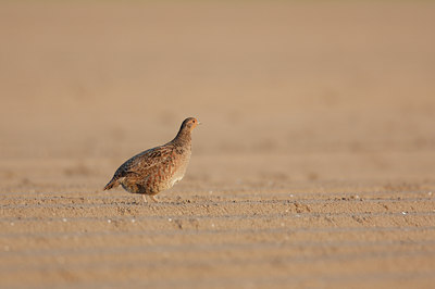 BUITEN BEELD Foto: 38288