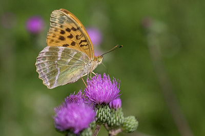 BUITEN BEELD Foto: 38328