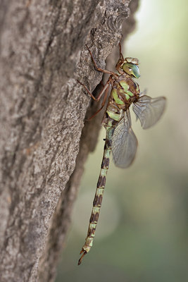 BUITEN BEELD Foto: 38329