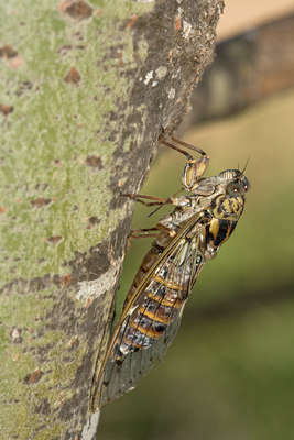BUITEN BEELD Foto: 38331