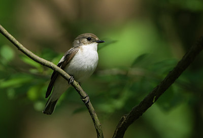 BUITEN BEELD Foto: 38342