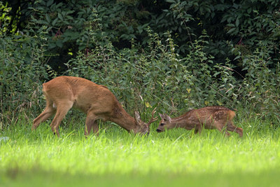 BUITEN BEELD Foto: 38346