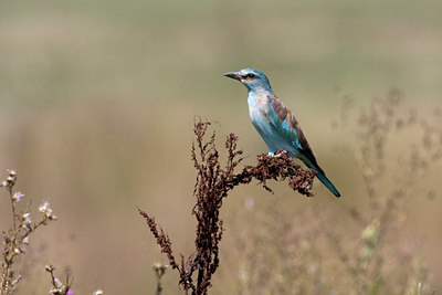 BUITEN BEELD Foto: 38349