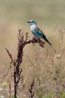 BUITEN BEELD Foto: 38400