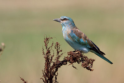BUITEN BEELD Foto: 38402