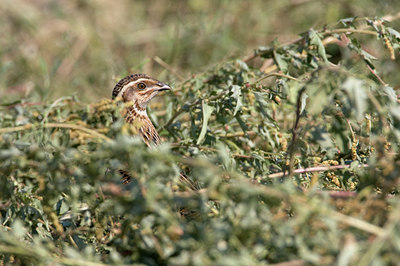 BUITEN BEELD Foto: 38411