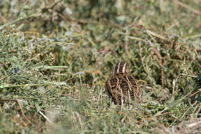 BUITEN BEELD Foto: 38415