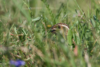 BUITEN BEELD Foto: 38420