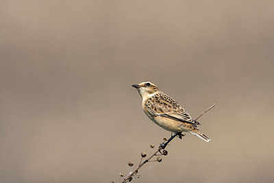 BUITEN BEELD Foto: 38421