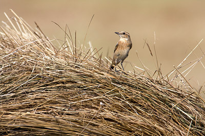 BUITEN BEELD Foto: 38423