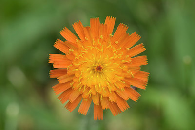 BUITEN BEELD Foto: 38425