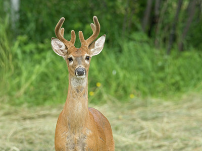 BUITEN BEELD Foto: 38427