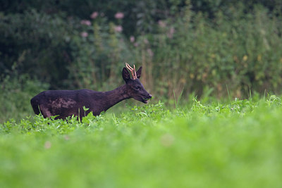 BUITEN BEELD Foto: 38439