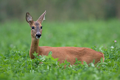 BUITEN BEELD Foto: 38441