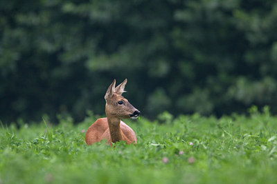 BUITEN BEELD Foto: 38444