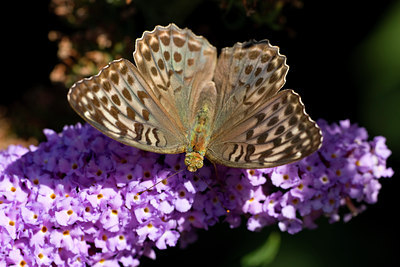 BUITEN BEELD Foto: 38458