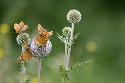 BUITEN BEELD Foto: 38459
